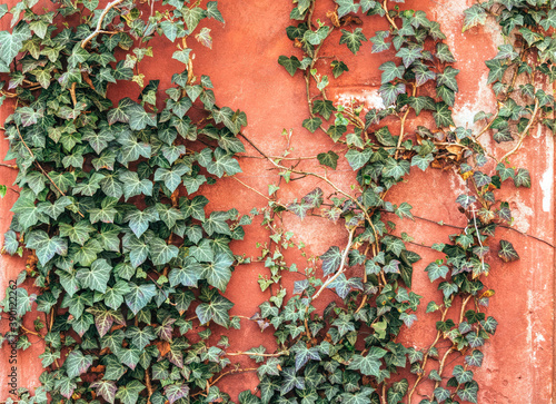 Plastered wall of an old house and green ivy