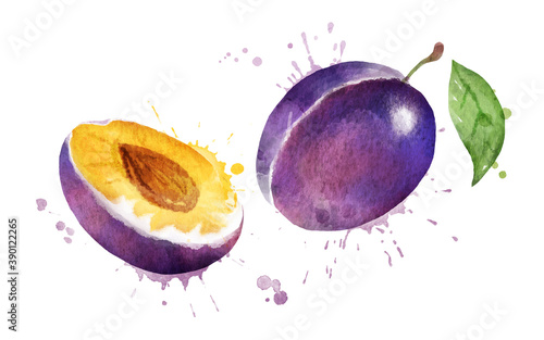 Watercolor vector illustration of plum