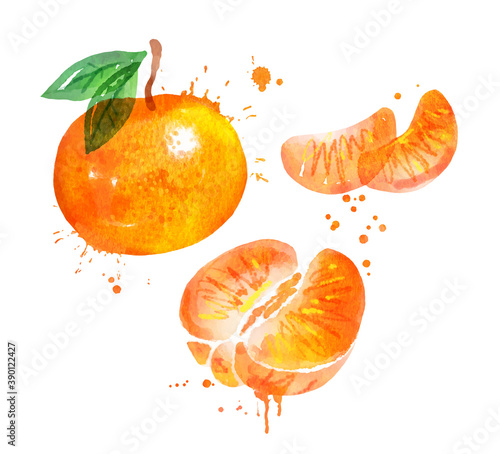 Watercolor vector illustration of mandarin