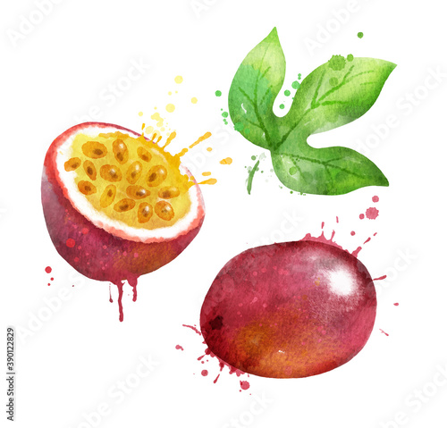Watercolor vector illustration of passionfruit 