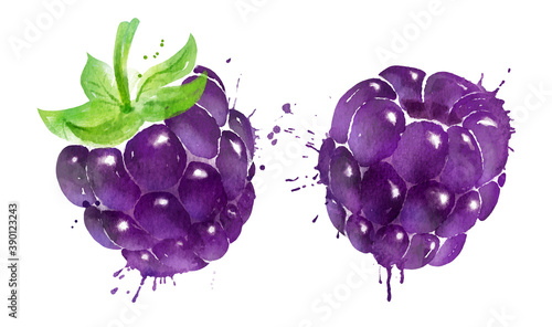 Watercolor vector illustration of blackberry