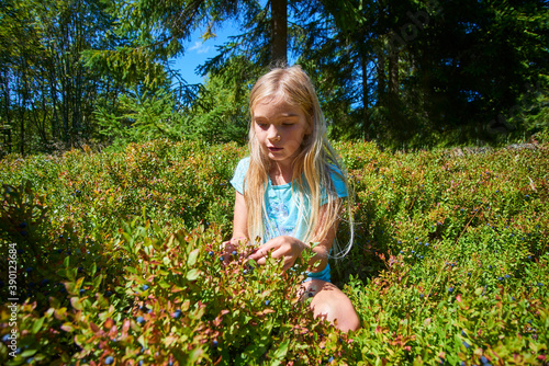 Child blond little girl picking fresh berries on blueberry field in forest. Child pick blue berry in the woods.  
