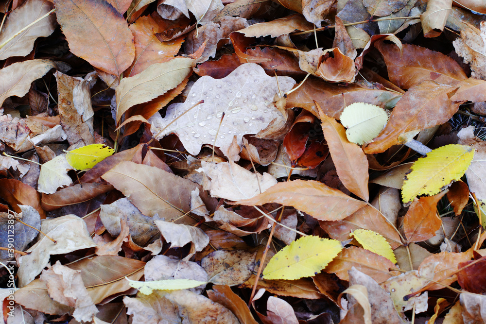 
fallen leaves on the ground in the forest in November