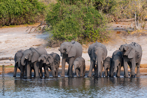 elephants drinking in the savannah