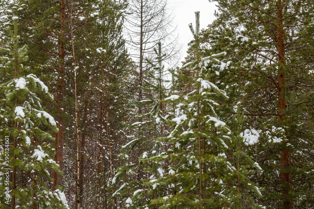 Fototapeta premium beautiful landscape with Christmas trees with snow in the forest for Christmas and New year