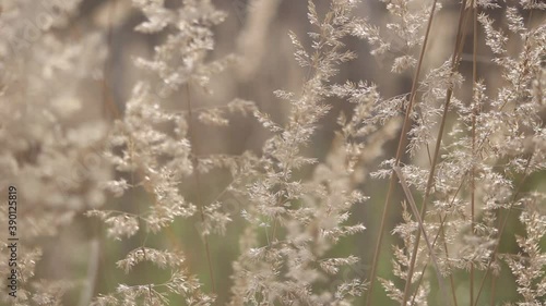 The texture of the grass that the wind moves. Dry grass in autumn. Filming of autumn flowers in nature. Natural background.