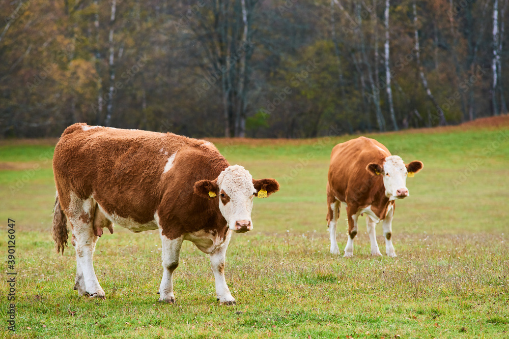 Cows grazing on a pasture in rainy day with forest in the background Cows grazing on a pasture in rainy day with forest in the background