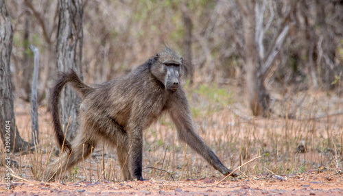 A chacma baboon isolated walking in the African bush image in horizontal format