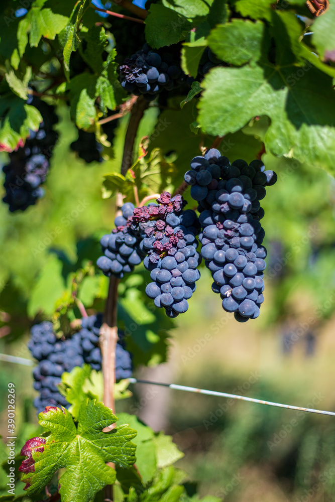 Grappe de raisins en France sur la route du vin