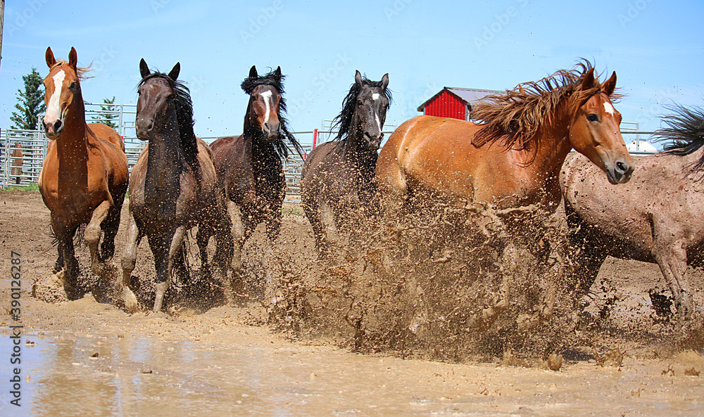 Naklejka premium A herd of quarter horses runs through a large mud puddle.