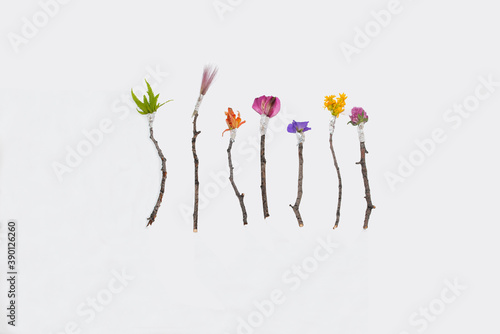 A nature based conceptual image of twigs and flower parts arranged to look like different colored paint brushes. Conceptually the idea being expressed is that these are Mother Nature's paint brushes.