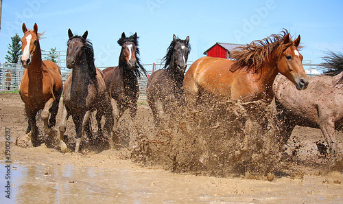 A herd of quarter horses runs through a large mud puddle.