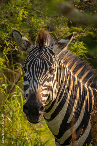Portrait of a plains zebra  equus quagga  equus burchellii  common zebra  Lake Mburo National Park  Uganda.  