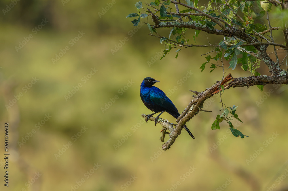 Obraz premium Rüppell's starling, also known as Rueppell's glossy-starling or Rueppell's long-tailed starling, is a species of starling in the family Sturnidae, Lake Mburo National Park, Uganda. 
