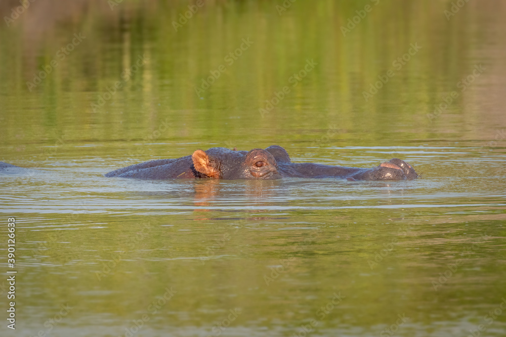 The common hippo (Hippopotamus amphibius), Lake Mburo National Park, Uganda. The common hippo (Hippopotamus amphibius), Lake Mburo National Park, Uganda.