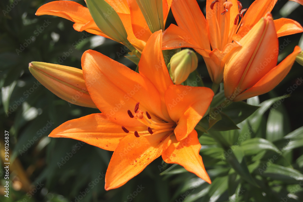 ユリの花 ユリの花