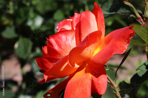 red rose in the garden