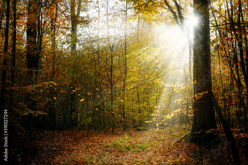 Autumn forest with colorful foliage and sunrays, seasonal landscape in the beautiful nature