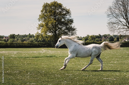 Arabian Horse Galloping in a summer field