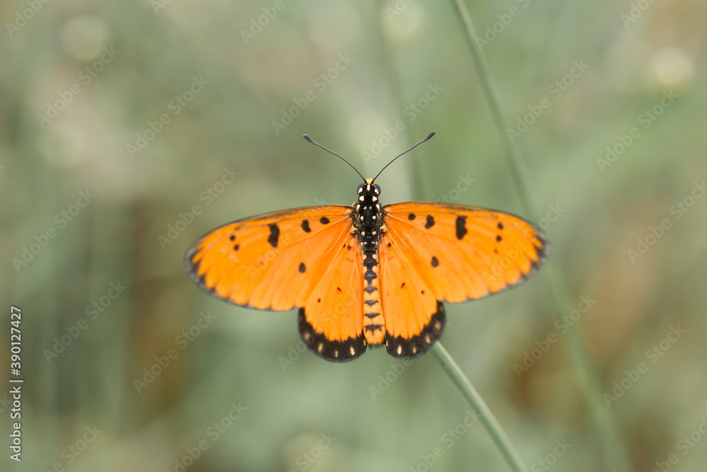 Fototapeta premium Beautiful Butterfly on Nature