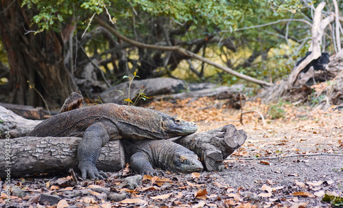 Mating Season of Komodo Dragon