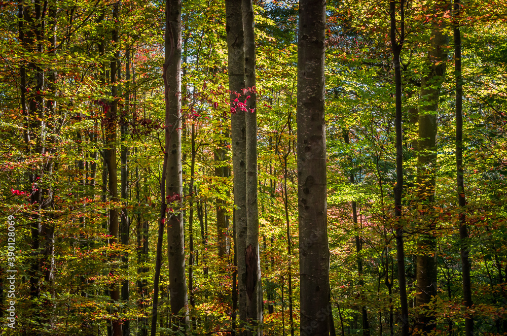 Fototapeta premium Autumn in Cozia, Carpathian Mountains, Romania. Vivid fall colors in forest. Scenery of nature with sunlight through branches of trees. Colorful Autumn Leaves. Green, yellow, orange, red.