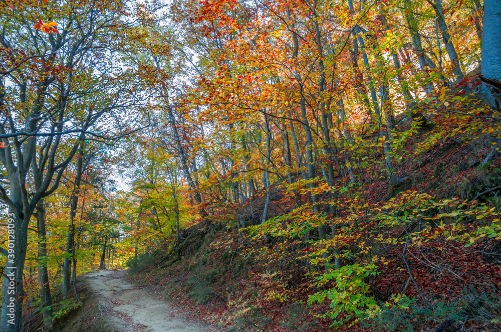 Autumn in Cozia, Carpathian Mountains, Romania. Vivid fall colors in forest. Scenery of nature with sunlight through branches of trees. Colorful Autumn Leaves. Green, yellow, orange, red. Autumn in Cozia, Carpathian Mountains, Romania. Vivid fall colors in forest. Scenery of nature with sunlight through branches of trees. Colorful Autumn Leaves. Green, yellow, orange, red.