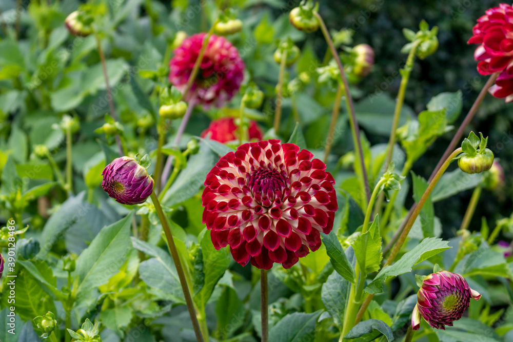Bushes of red dahlia against the backdrop of green foliage. Bushes of red dahlia against the backdrop of green foliage.