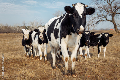 A herd of domestic black and white cows stands in a row against