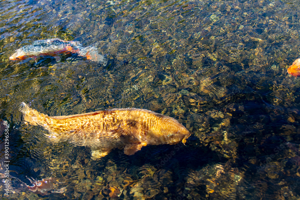 Obraz premium 水路を泳ぐ鯉