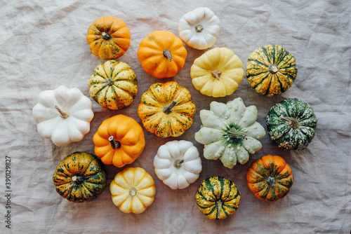 Colorful mini pumpkins on white background, top view.