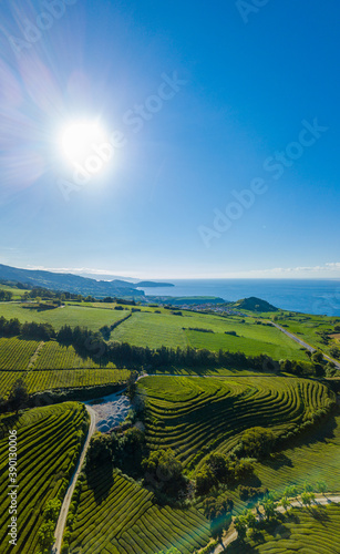 Panoramic view over the Landscape in the Tea Plantation Zone of Gorreana in the island of São Miguel, Azores, Portugal