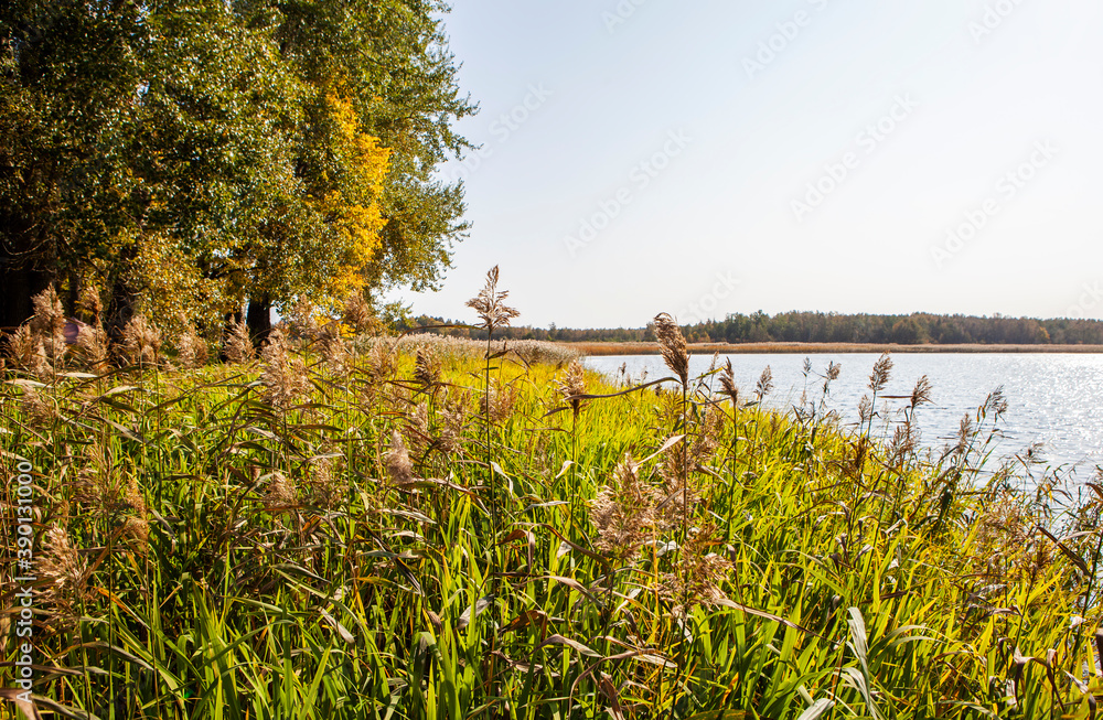 Obraz premium Shore of the Cheremenets lake. John the Theological Cheremenets Monastery. Cheremenets. Luga district, Leningrad region. Russia