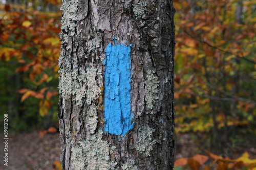 Trail blaze tail marker blue