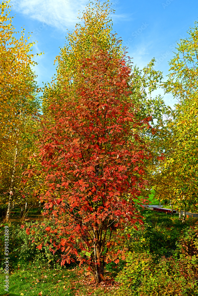 Autumn landscape. Bright red mountain ash in park. Moscow, Russia Autumn landscape. Bright red mountain ash in park. Moscow, Russia