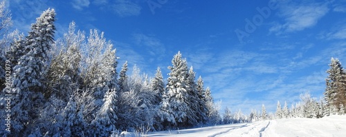 Snowy spruce trees in January