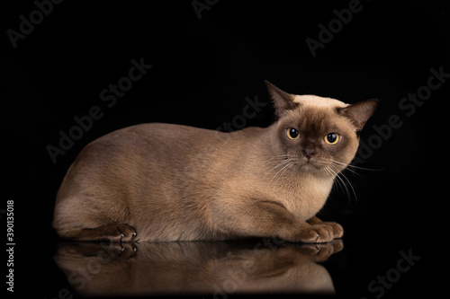 Burma cat , Young cat on black background. Black friday