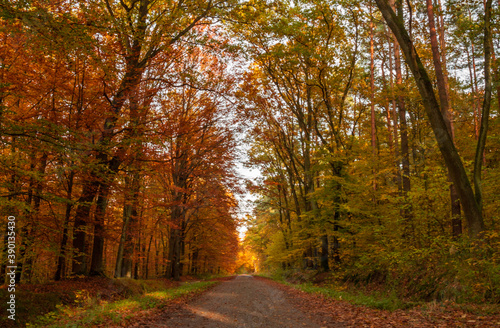 Pi  kne kolory jesieni w lesie wzd  u   drogi
