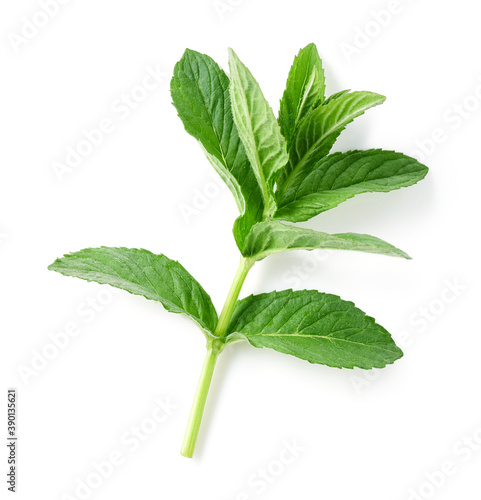 Branch of mint isolated on white background, top view photo