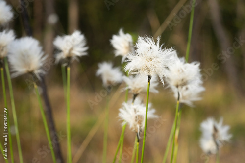 Wallpaper Mural Wollgras im Frühling Torontodigital.ca