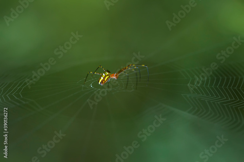 Spider on Nature
