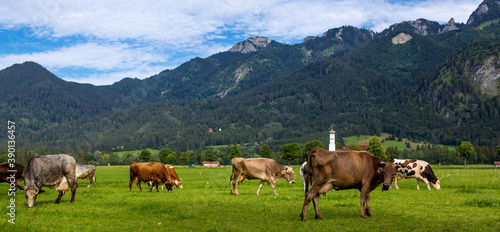  cows graze in the alps