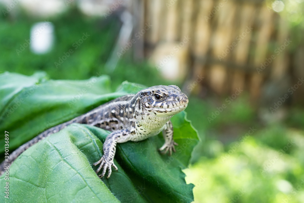 Obraz premium lizard on the grass...