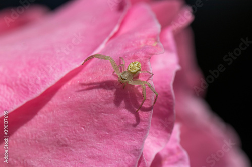 spider in pink rose flower