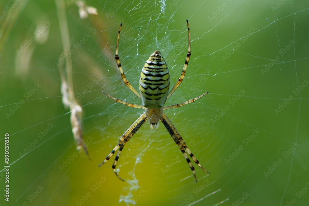 big spider wasp sits on a web on a green background
big spider wasp sits on a web on a green background