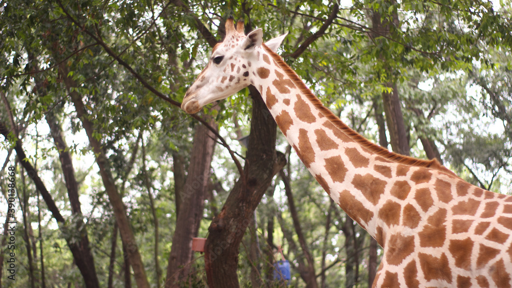 Obraz premium A giraffe looking for food
