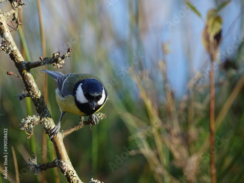 Photography great tit (Parus major)