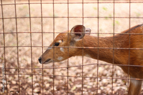 wild mouse deer looking for food photo