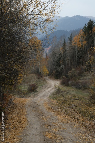 Beautiful autumn landscape with fallen dry red leaves  road through the forest and yellow trees.turkey