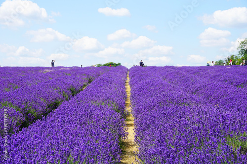 Beautiful lavender field at Mayfield Lavender Farm on a sunny day, Banstead, UK